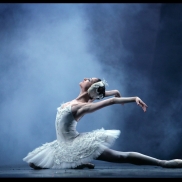 swanlake02